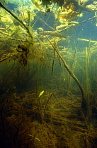 Juvenile Pike (Esox lucius) camouflaged amongst underwater vegetation, Lake Naarden, Holland