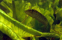 Juvenile Pike (Esox lucius) amongst leaves of Yellow water lily. On the head of the Pike is a Fish Leech (Piscicola geometra) Lake Naarden, Holland