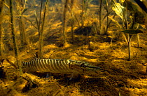 Juvenile Pike (Esox lucius) amongst Pondweed (Potamogeton sp), stripes aid in camouflage, Lake Naarden, Holland