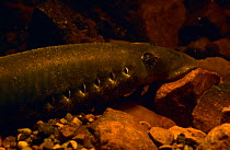 European river lamprey (Lampetra fluviatilis) female attached by its jaw sucker to a stone in the Kauguri Canal, Kemeri NP, Latvia, during the mating season.