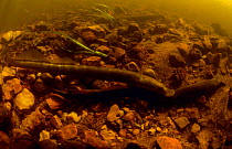 European river lamprey (Lampetra fluviatilis) male preparing to mate with female which attached by its jaw sucker to stone in the Kauguri Canal, Kemeri NP, Latvia