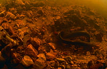 European river lamprey (Lampetra fluviatilis) mating, male twists body round female to fertilise eggs which she is spawning, Kauguri Canal, Kemeri NP, Latvia