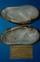 Freshwater pearl mussel shell (Margaritifera margaritifera) Natural History Museum, Riga, Latvia