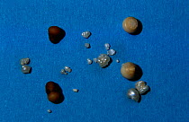 Pearls from Freshwater pearl mussel (Margaritifera margaritifera) Natural History Museum, Riga, Latvia
