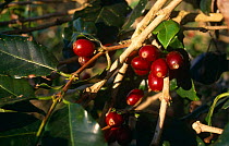 Coffee beans {Coffea sp} ready to harvest, Cuba 1993.