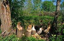 Stumps of trees felled by Eurasian beaver {Castor fiber} West Latvia