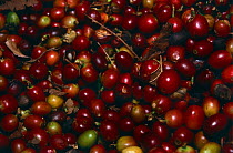 Harvested Coffee beans {Coffea sp} Cuba 1993.