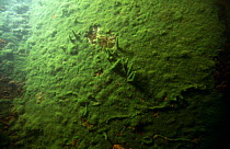 Freshwater sponge (Spongilla lacustris) growing on sheet of metal in river Maas, Holland. green coloration due to presence of algae,
