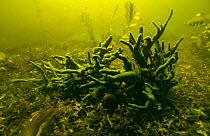 Freshwater sponge (Spongilla lacustris) Green coloration due to presence of algae, branched structure due to very slow moving water in river Czarna Hanca, Poland