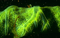 Close up of Freshwater sponge (Spongilla lacustris) Green coloration due to presence of algae, Holland. Note the discharge tubes over the sponge ending in a discharge opening (centre top) where the wa...