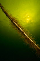 Brackish water polyp (Cordylophora caspia / lacustris) growing on an anchor rope, Holland