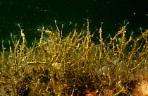 Brackish water polyp (Cordylophora caspia / lacustris) Holland