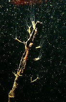 Brown Hydra (Pelmatohydra / Hydra oligactis) Holland