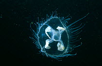 Freshwater jellyfish (Craspedacusta sowerbyi) indicative of raised water temperature, Holland