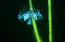 Freshwater jellyfish (Craspedacusta sowerbyi) indicative of raised water temperature, Holland