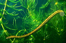 Medicinal leech (Hirudo medicinalis) amongst Rigid hornwort in an aquarium, Holland