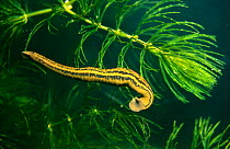 Medicinal leech (Hirudo medicinalis) amongst Rigid hornwort in an aquarium, Holland