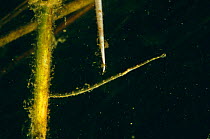 Fish leech (Piscicola geometra) on reed stem, Holland