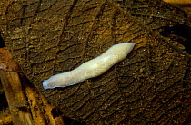 Milkwhite flatworm (Dendrocoelum lacteum) on dead leaf in pond, Holland