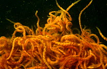 Sludge worms (Tubifex rivilorum) These worms live in the sludge of nutrient rich waters and factory effluents. Aquarium, Holland