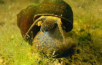 River snail (Viviparus contectus) Holland