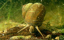 River snail (Viviparus contectus) Holland