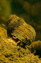 River snail (Viviparus contectus) feeding on algae on river bed. Holland