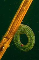 Eggs of Non-biting midge (Chironomidae) on freshwater vegetation, note water mite on eggs, Holland
