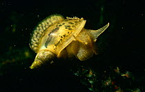 Ear snail (Lymnaea auricularia} carrying eggs of another Ear snail on its shell, Holland