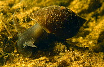 Great Pond Snail (Lymnaea stagnalis) Holland