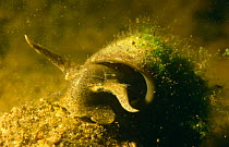 Great Pond Snail (Lymnaea stagnalis) shell covered in algae, Holland