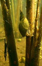 Great Pond Snail (Lymnaea stagnalis) and Caddis fly larva on stems of Bulrush, peat bog, Holland