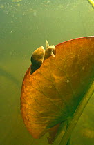 Great Pond Snail (Lymnaea stagnalis) on Water lily leaf in garden pond, Holland