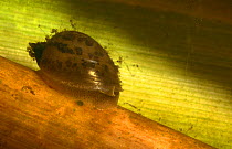 Ear snail (Lymnaea auricularia) peat bog, Holland