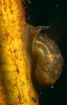 Ear snail (Lymnaea auricularia) peat bog, Holland