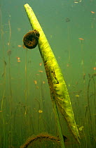 Great ramshorn snail (Planorbius corneus) feeding on algae on growing water lily leaf, Holland