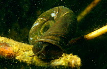 Great ramshorn snail (Planorbius corneus) feeding on algae on plant, Holland