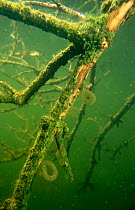 Eggs of Non-biting midges (Chironomidae) attached to freshwater vegetation, Holland