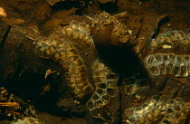 Eggs of Common bithynia {Bithynia tentaculata} Peat-bog lake, Holland