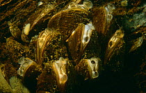 Zebra mussels {Dreissena polymorpha} filter feeding with tentacles preventing discharge from entering. Peat-bog lake, Holland