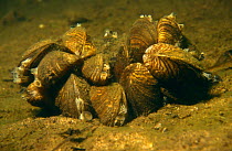 Zebra mussels {Dreissena polymorpha} filter feeding, Holland
