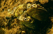 Close up of Zebra mussel {Dreissena polymorpha} filter feeding clearly showing the inlet (left) and outlet (right) openings, with tentacles at the inlet opening to prevent rubbish entering, Deep peat-...