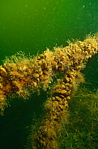 Zebra mussels {Dreissena polymorpha} attached to an old steel construction in a new brackish-fresh water lake. Holland