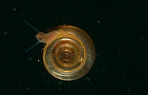 Ramshorn Snail (Planorbis planorbis) juvenile, Holland