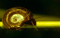 Ramshorn snail (Planorbis planorbis) feeding on algae on reed stem, Holland