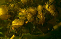 Greater european pea clams / Pea mussels (Pisidium amnicum) filter feeding in garden pond, Holland