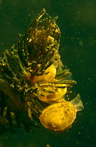 Greater european pea clams / Pea mussels (Pisidium amnicum) filter feeding in garden pond, Holland