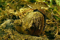 Swan mussel (Anodonta cygnea) filter feeding on plankton with tentacles to prevent debris from entering, Holland