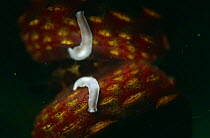 Milkwhite flatworm (Dendrocoelum lacteum) on   White Water lily seed reflected at the water surface in garden pond, Holland