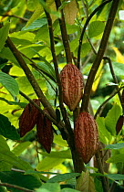 Cocoa beans {Theobroma cacao} growing on tree, Surinam. 2003.